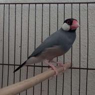 جفت فنچ نرگسی