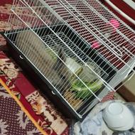 خرگوش سر حال