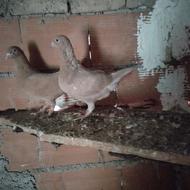 یک عددکبوتر مرغی