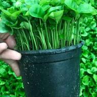 فروش سبزه سبزه نارنج................