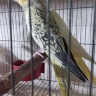 طوطی عروس ماده