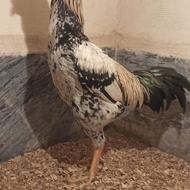 خروس لاری اصیل