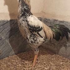 خروس لاری اصیل