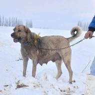 واگذارسگ ماده پژدر