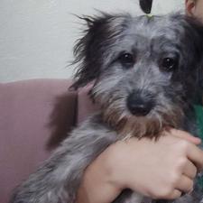 واگذاری سگ.........