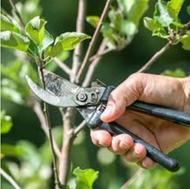 هرس درختان وگل کاری