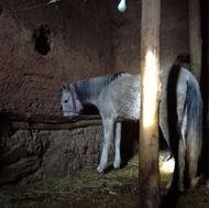 اسب آبستن هست