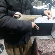 کبک تازه گیر