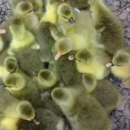 جوجهغاز هایزیرپری