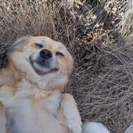 واگذاری سگ تربیت شده ماده