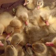 جوجه بلدرچین وجوجه غاز