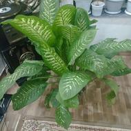 گل دیفین باخیا زیبا