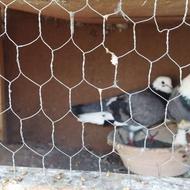 کبوتر جفت یا نر و ماده پرشی خریدارم