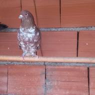 گرگی نرشمرونی کرج