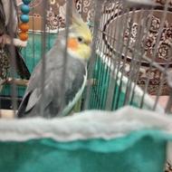 فروش عروس هلندی