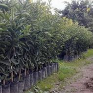 نهال مرکبات رو پایه های نارنج ، سیتروملو و c35