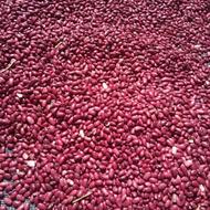 لوبیا قرمز کشت امسال