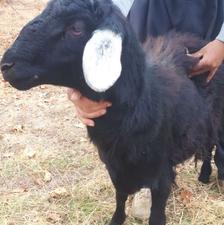 بره قوچ قره چال اصل