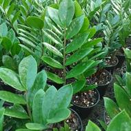 فروش ویژه زامفولیا سبز گلدان 12 تیراژ بالا