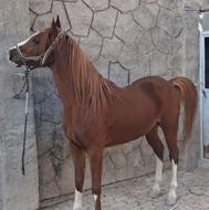 اسب کرد شش دنگ