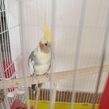 عروس هلندی نر مست