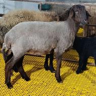 ماده سیلک هم داشتی هم گوشتی