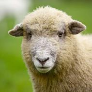 ذبح وقصابی گوسفند وعقیقه شبانه‌روزی