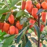 نهال خرمالو موزی، درخت خرمالو، گلخانه نهالستان