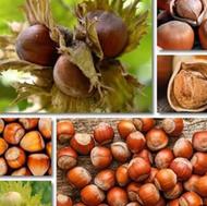 نهال فندق، درخت فندق، گلخانه نهالستان نهالینو مشهد