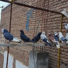 کبوتر پرشی گرو