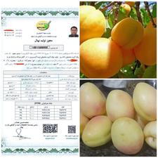 نهالستان مرادبکلو