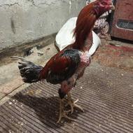 خروس لاری 15ماعه