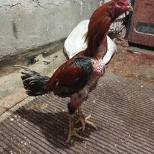 خروس لاری 15ماعه