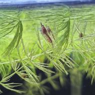 شریمپ میگو رد چری