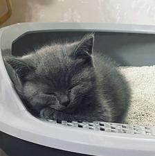 فروش گربه بریتیش بلو