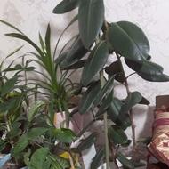 بهترین گل فیکوس ازهمه نظرتعدادمتراژسالم بودن قیمت و..