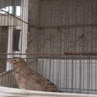 سهره خاکی خاکی