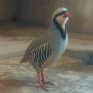 کبک کوهی اصل