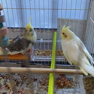 جفت عروس سالم