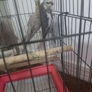 عروس هلندی نروماده جوان