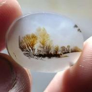 سنگ شجر قاعنات