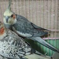 عروس هلندی نر سخنگو