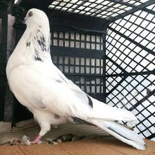 کبوترطوقی ماده بازی دار/سوسکی پرشی جفتی بالغ