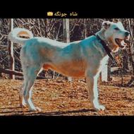 واگذاری توله سرابی اصیل 7ماهه