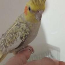 عروس هلندی نر رام