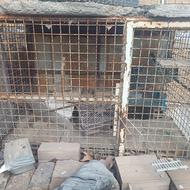 قفس حیوانات