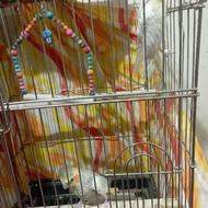 عروس هلندی تخم گذار