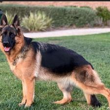 یک قلاده سگ ژرمن اصیل شولاین