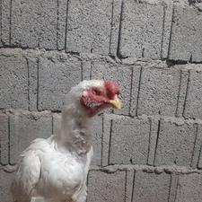 خروس لاری تاج مهر