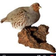 کسی تاکسیدرمی کبک آذری رو داره بهم